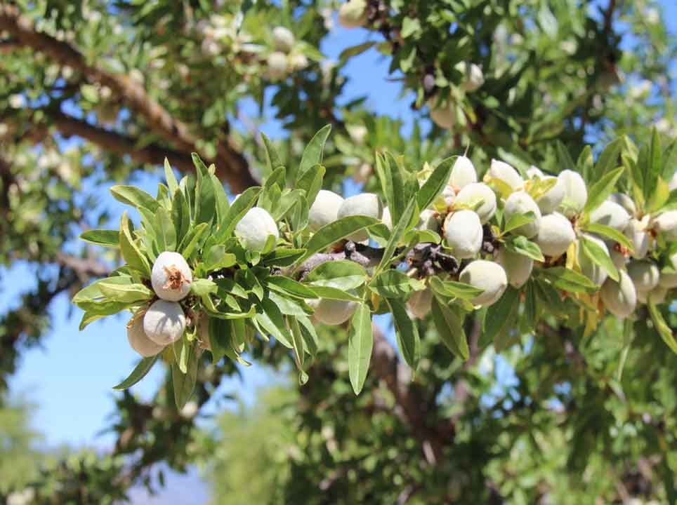 almendras